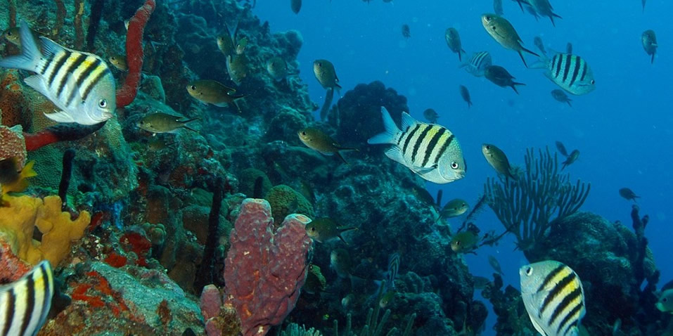 Scuba Diving